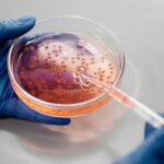 Laboratory close-up of hands in gloves holding a petri dish with pink liquid using a pipette.
