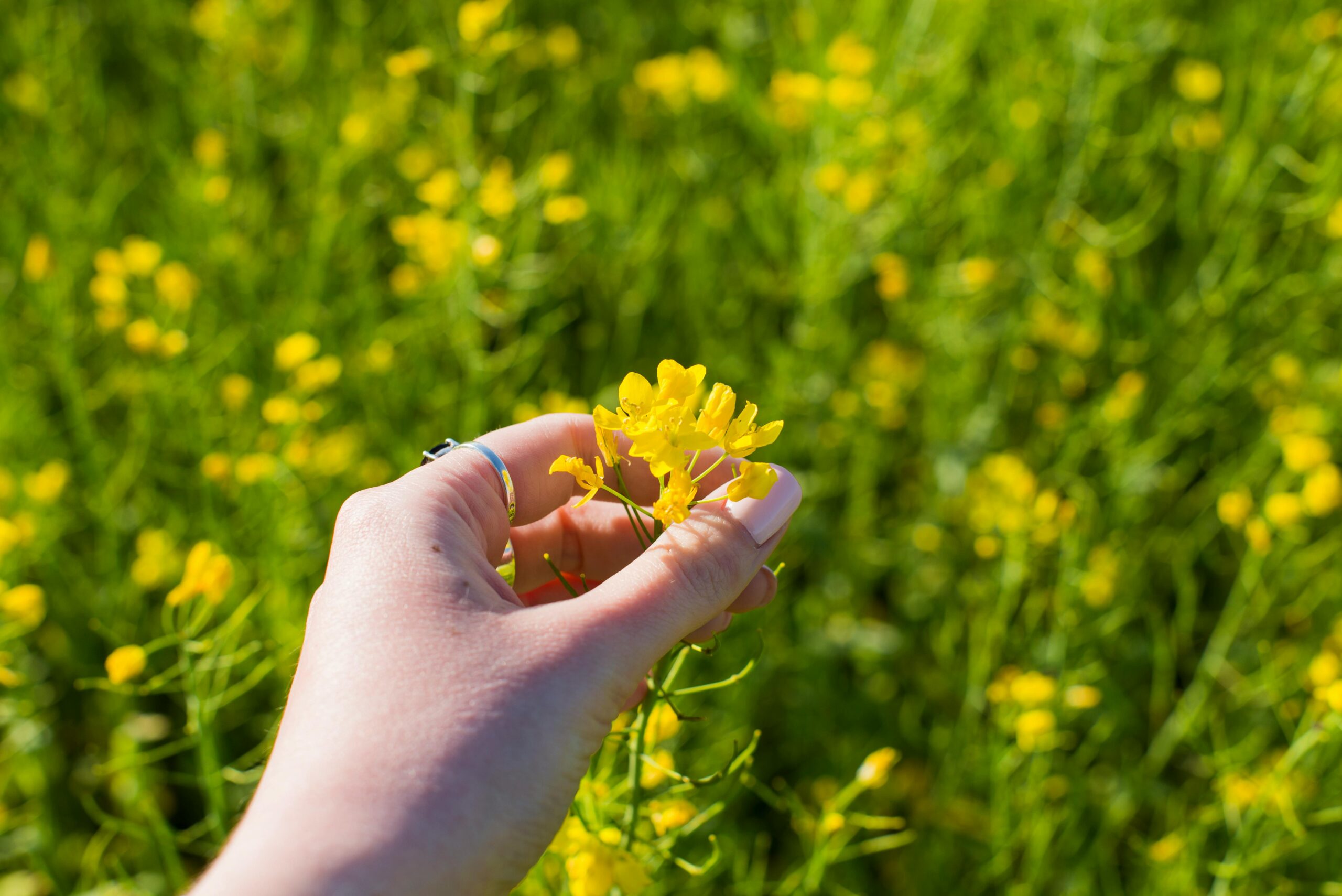 Hand gently holds a yellow flower, showcasing the bloom amidst a lush green field.